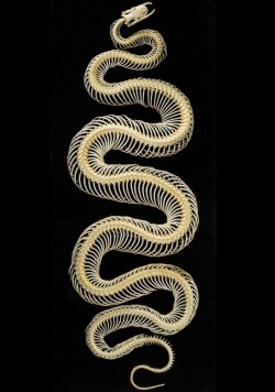 1849revisited:  Beautiful Snake (unknown