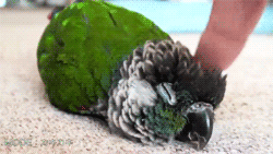 pembrokewkorgi:  fat-birds:  Snuggly Pearly Conure. I just love this bird so much. So much.  @dont-mind-me-but-i 