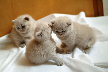 meow :3