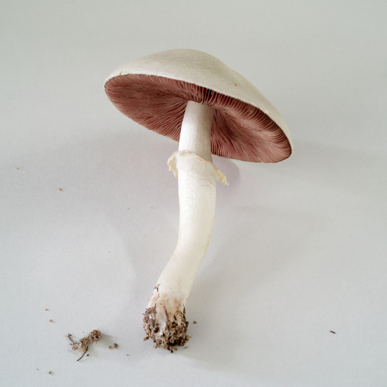 dauiel:  #ukdrugscenemushroomyolo 