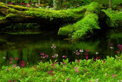 bluepueblo:  Emerald Pond, Pacific Rainforest,