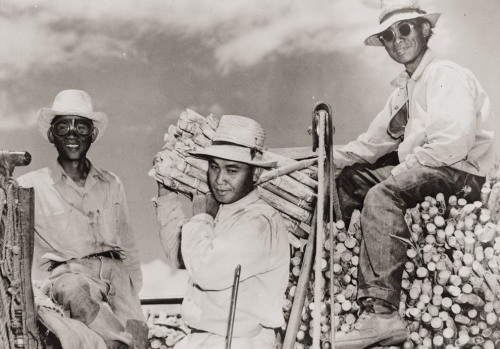 Sugar and Shades, Plantation Workers, 1950.