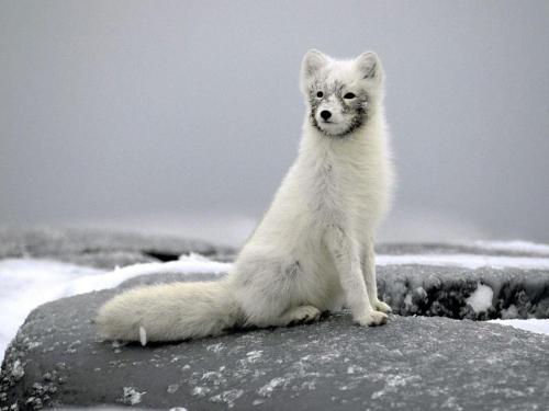 funnywildlife:  Artic Fox!!!  absolutely gorgeous.