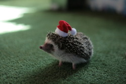 rooshoes:  rudolphverve:  pleg:  somecallmezhuka:  A little Holiday fun with Torq.  oh my gosh! so cute  aaa  TINY HEDGEHOG HAT 