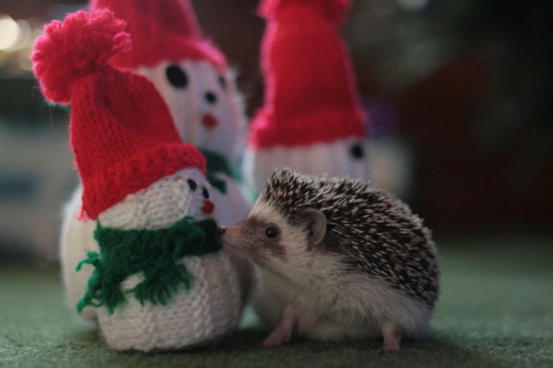 lordsandladiesofthesilverscreen:wifeofbath:Justice Hedgehog is ready for Christmas.YAY! J.H. has got