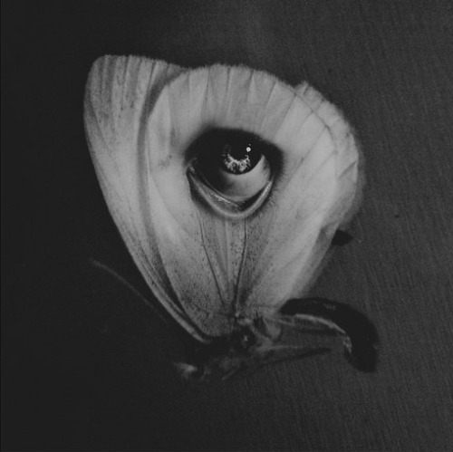 atrocitas vulgaris