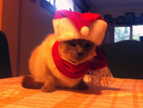 fuckyeahfelines:  christmas kitty! 