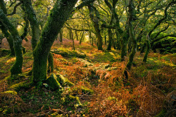 bluepueblo:  Ancient Forest, Shaugh Prior,