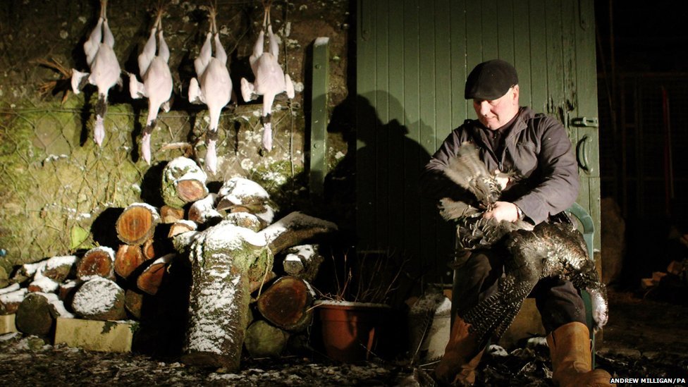 Doune, UK
Farmer John Booth plucks, weighs and hangs his Bronze Turkeys in preparation for Christmas dinner at his farm in central Scotland. (via BBC News)