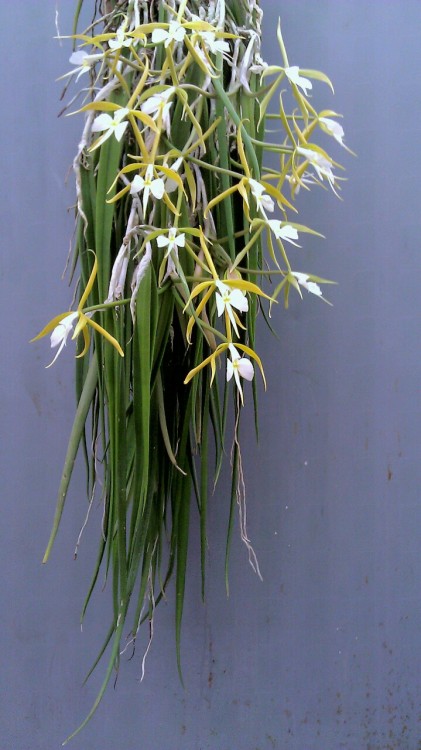 Porn Pics orchiddynasty:Epidendrum parkisonianum For