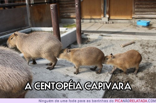 PICA NÃO RELATADA