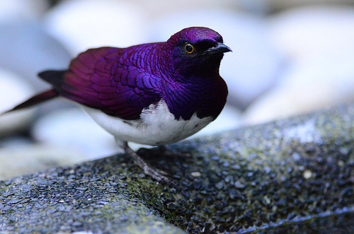 musevault:violet-backed starling. photo by malcssclam.