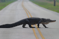 asilentzephyr:  American alligator crossing the road at Canaveral National Seashore by Photomatt28 on Flickr. 