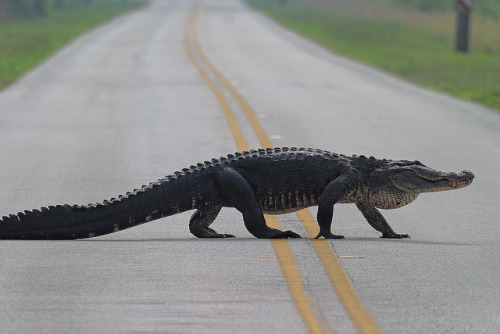 XXX asilentzephyr:  American alligator crossing photo