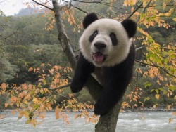 Giant Panda Photos