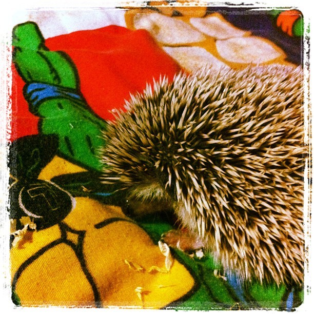 @adorableBipolar (Taken with instagram)