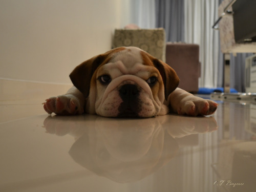 Floppy bulldogs accurately describe how I feel during finals week.