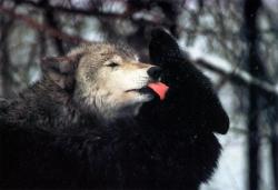 earth-song:  Jim Brandenburg: Brother Wolf 1998 calendar - Gray wolf and black wolf; 