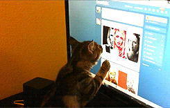  (this cat belongs to sneakygays) 