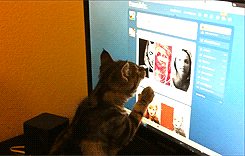  (this cat belongs to sneakygays) 