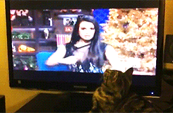  (this cat belongs to sneakygays) 