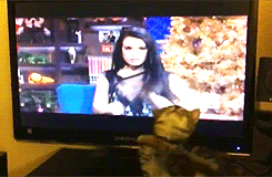  (this cat belongs to sneakygays) 