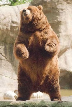 fat-animals:  fat-animals: He looks pretty cuddly to me!  A bear that is fat.