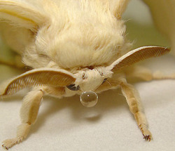 rabidbaby:  plantbaby:  moTh blowing spit