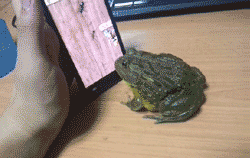 crystallic-melancholy:  enough-with-canada:  THE LAST GIF OH MY GOD  That frog is hardcore!