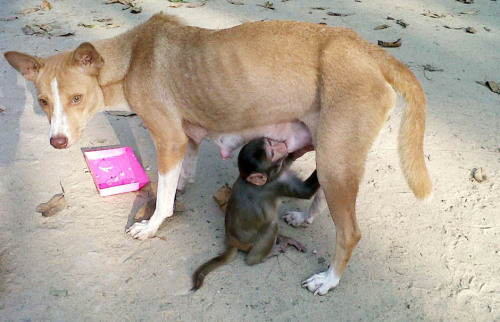 Mintu the dog, mother of seven puppies, breastfeeds a young monkey in Bishwanathpur, northeast of Dh