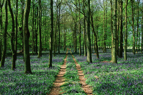 Driveway through the woods by Ian Wood
[via Easy Like Sunday Morning & How To Save A Life]