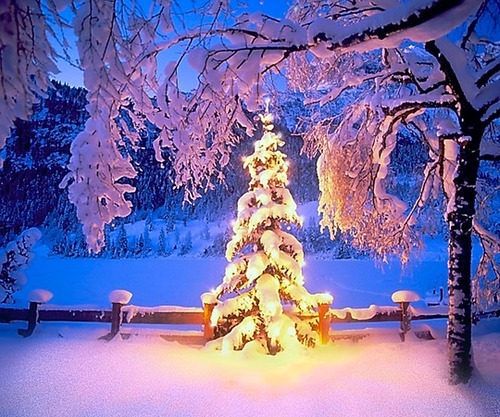 bluepueblo:  Christmas, The Cascades, Oregon photo via appleonastick 