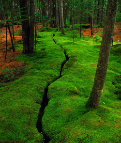bluepueblo:  Moss Creek, Desert Island, Maine