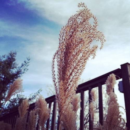 Taken with instagram