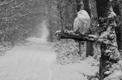 too weak to escape my storm of sorrows