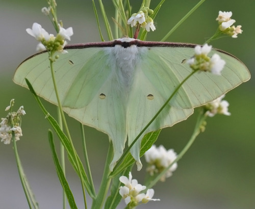 the-moth-princess:Actias luna of Saturniidae