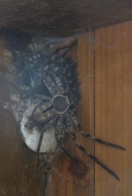 quixon:  fan-fucking-tastical:  afxm0nster:  Its a boss  no. it needs to fucking die. with FIRE.  