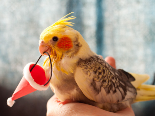 hungrychirpers:Day 16: Both birds were put into a cage for the first time. We also made some little 