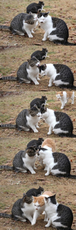 le-bacon:  que gato discreto ‘-‘ 