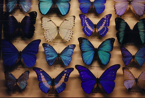 Sex louiisesarah:  butterflies (by amintirivizuale) pictures