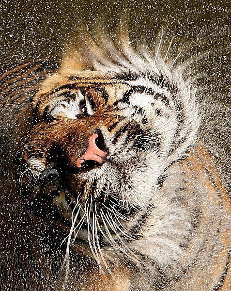vixivixxen:  Go Tigers 