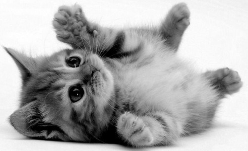 lordjookitty:  Cat 