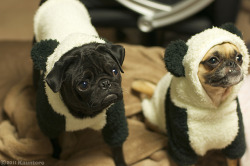 gemma-correll:  oh god, the one on the right &lt;3  theyre so cute!! 