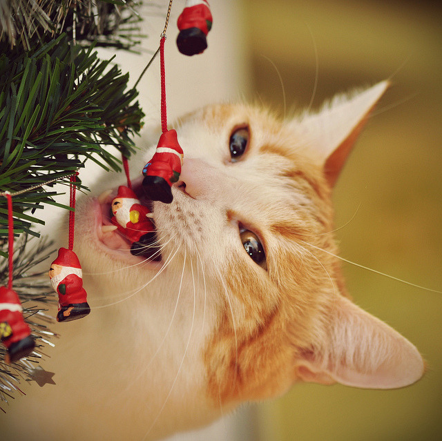 Cute christmas cats