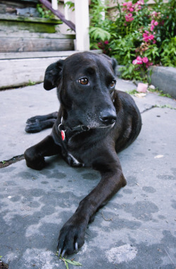 How on earth did I wind up with such an attractive dog? Obi in front of our place in Poughkeepsie, a day or two before we moved.