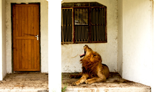 animalstalkinginallcaps:LAAAAAAAAANCE! GET OFF THE COMPUUUUUUUUUUTER! IT’S 85 DEGREES OUT HERE! CAN 