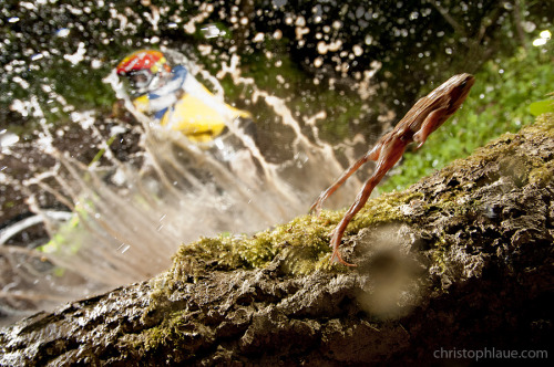 usdie: Frog.