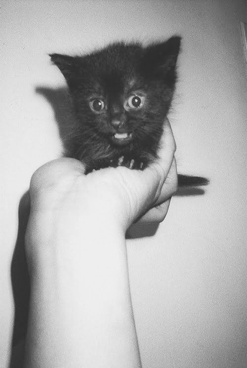 kiri-rodgger:  naws, hey kitty &lt;3 