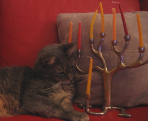 thiscatiscalled:chanukahcats:Krypton prefers a more traditional menorah, but this one will do.This c