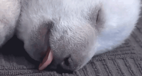 homospiritualis:  Sleepy baby polar bear I WANT ONE 